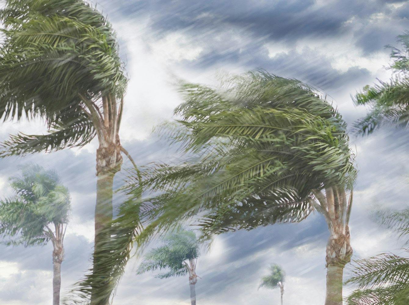 palm trees blowing sideways in a hurricane
