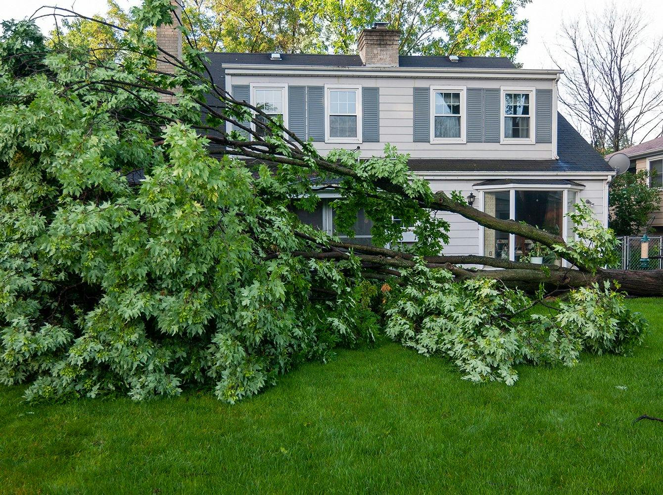 house with a downed tree in front