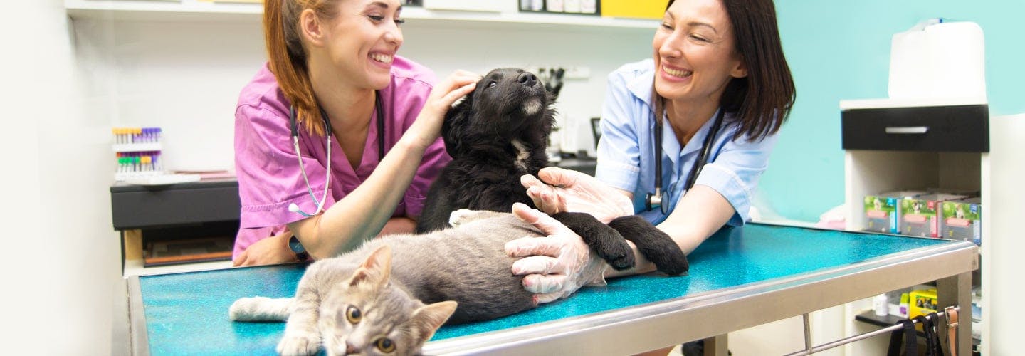 two veterinarians smiling and petting a dog and cat
